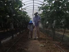 -马陆小张葡萄园农家乐