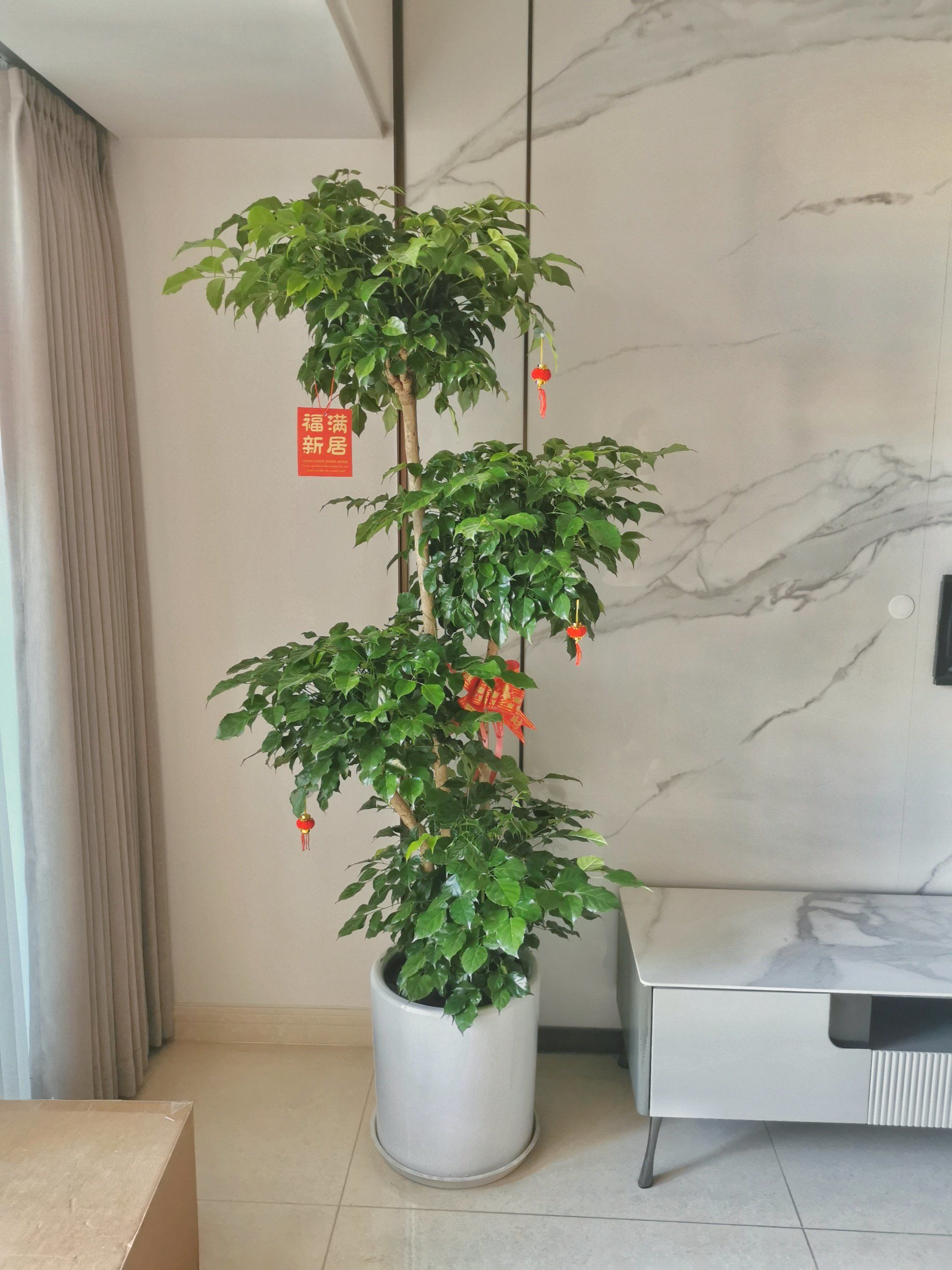 适合家里摆的植物,步步高绿宝/幸福树