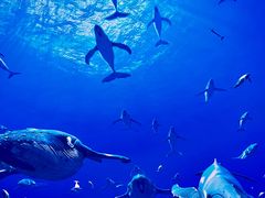-海合安青岛极地海洋公园