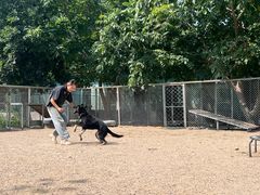 -北京京卫宠物寄养训练中心