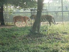 -东莞香市动物园