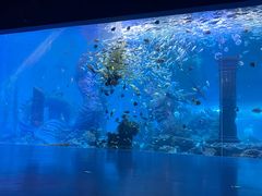 -哈尔滨波塞冬海底世界