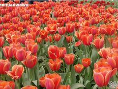 -洛阳郁金香牡丹园