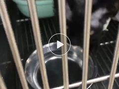 -良伴无忧宠物医院(泰欣嘉园店)