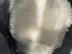 -纳吉亚猫专科动物诊疗中心(蒋宅口分院)