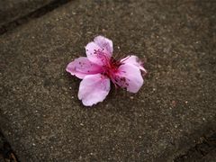 -洛阳市隋唐城遗址植物园