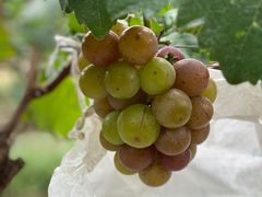 -马陆小张葡萄园农家乐