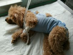 -康旭宠物医院(郑州总院)