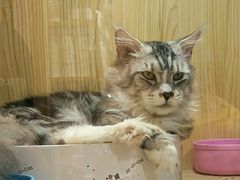 -屋虎猫馆(宝安大仟里店)