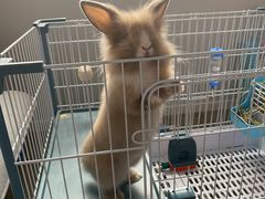 -宠物兔专门店(天丰利市场店)