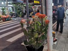 -溪岸路花鸟市场