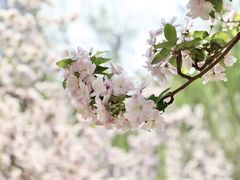 -海棠花溪(元大都城垣遗址公园)