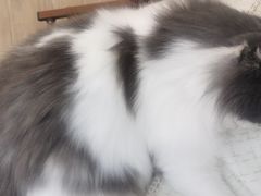 -李小姐の猫咖啡馆(五角场店)