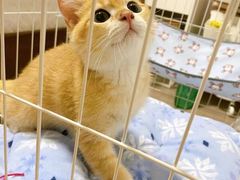 -Bastet sally猫舍购宠(静安店)