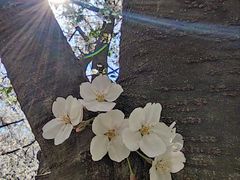 -苏州上方山国家森林公园