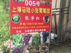 -马陆小张葡萄园农家乐