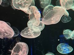 -顺德南宏海立方海洋公园