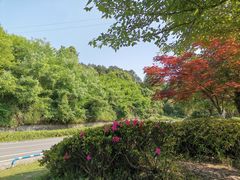 -铁山坪森林公园