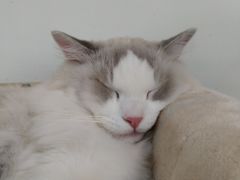 -Heymao猫咖.咖啡厅(东门店)