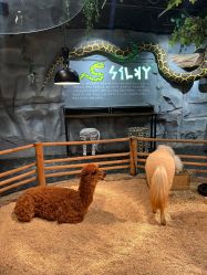 -Zoolung Zoolung动物主题公园(海信广场店)