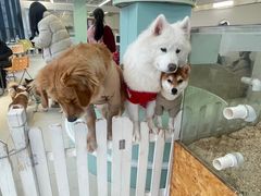 -怪兽屋·羊驼·猫咖·狗咖(俊华广场店)