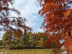 -上海海湾国家森林公园