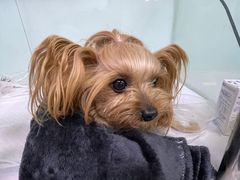 -达爱动物医院·犬猫分区·CT·复杂眼科(远洋山水分院)