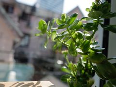 -蝶舍·MAISON PAPILLON