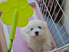 -翊宠yipet猫狗购宠庄园犬舍•猫舍