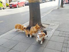 -嘉善老市