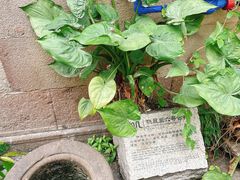 -黄埔古港