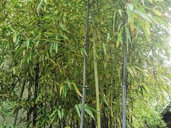 -南京市民俗博物馆(甘熙宅第)