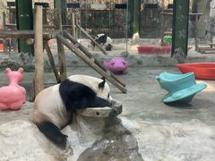 -栾川竹海野生动物园