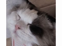 -猫腻·猫咖·撸猫馆(星光大道店)