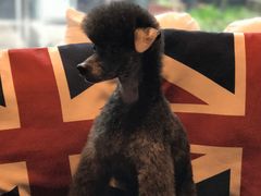 -Oh My Dog宠物沙龙(伊珊娜皮毛护理店)