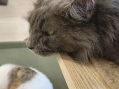 -平行世界·猫咖(首经贸店)