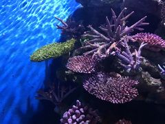 -暹罗海洋世界