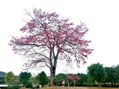 -风云岭森林公园