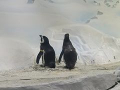 -上海海洋水族馆