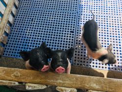 -萌宠亲子动物乐园(槐房万达店)