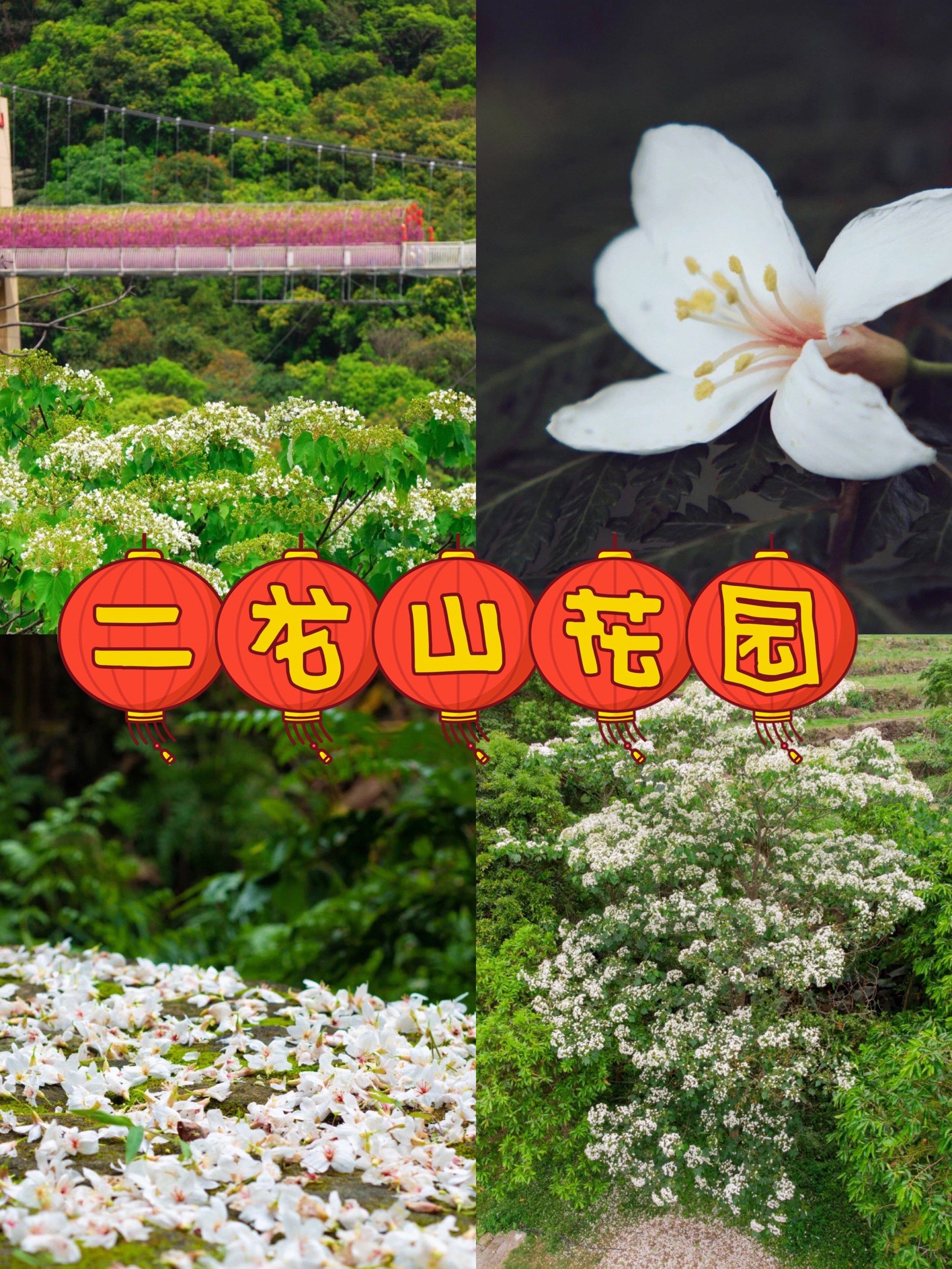 增城游玩|来二龙山生态园看油桐花94