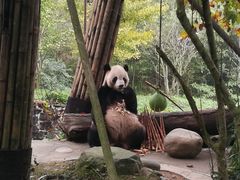 -都江堰中华大熊猫苑