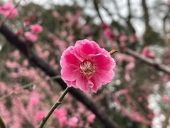 -无锡梅园公园