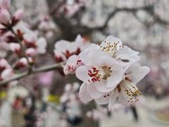 -桃花堤公园
