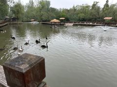 -溱湖国家湿地公园