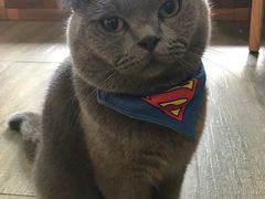 -猫咪咖啡·猫咖(万达广场店)