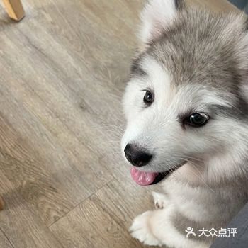 上海探店|宠物医院毛孩子体检