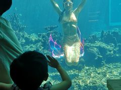 -海棠湾洲际-涛·海底餐厅·美人鱼·自助餐·海底隧道