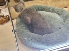 -momokira米努特·德文卷毛猫·棉花面纱犬