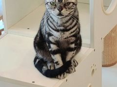 -有喵·猫咖·狗咖·30几只猫10只小狗(岗厦店)